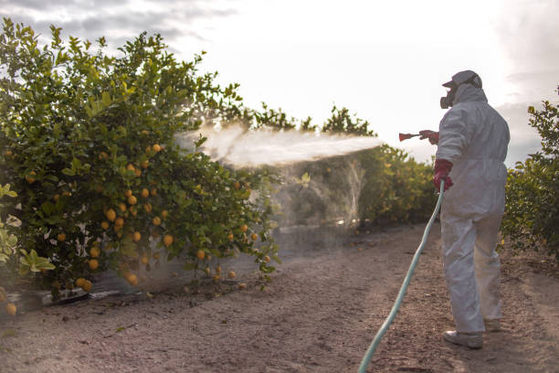 Best Pest Inspection Near Me  in Pierz, MN