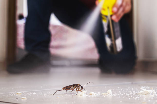 Best Termite Control Services  in Pierz, MN