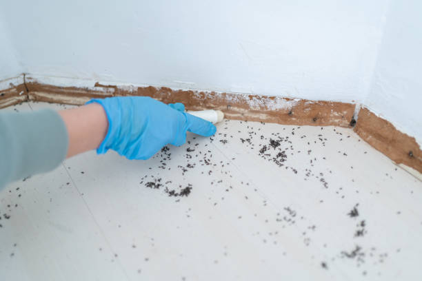 Best Residential Pest Control  in Pierz, MN